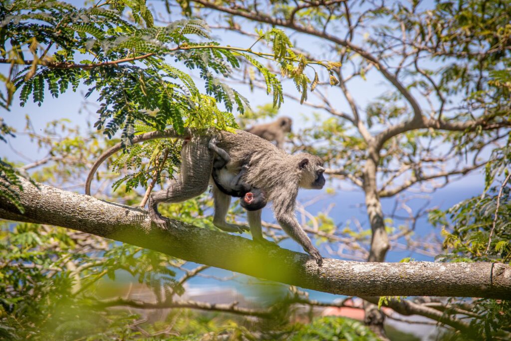 Human-Monkey Conflict: The Reasons and Mitigation Strategies