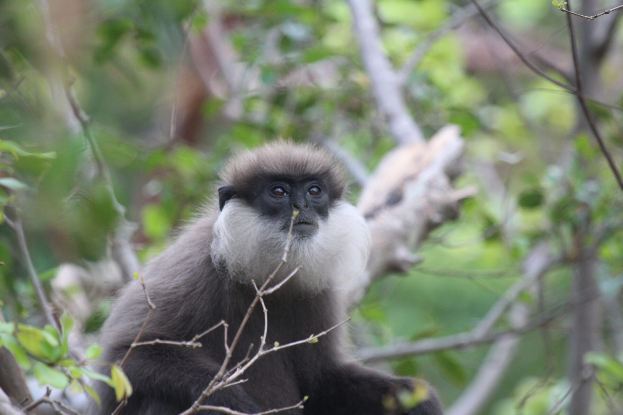 Dr Rajnish Vandercone