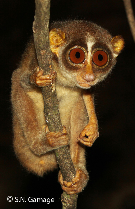 L. t. tardigradus-male-small