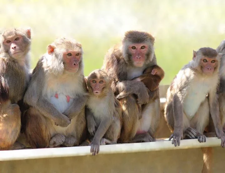 Contraceptives for monkeys?
